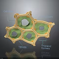 Plant Cell Structure Showing Cell Wall Protoplasm Vacuole And Cytoplasm With Thickened Corners