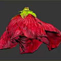 Vibrant Red Flower With Ruffled Petals On Dark Background And Shiny Reflection