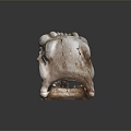 Modern skeleton saber-toothed tiger skull 3d model