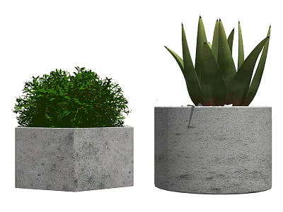 Lush Green Shrub Like And Aloe Like Potted Plants In Square And Cylindrical Concrete Pots 3d model