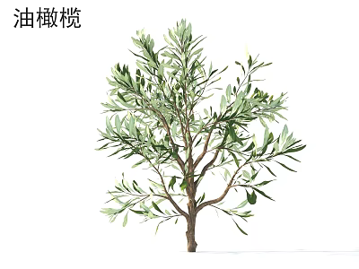Evergreen Olive Bush With Small Green Leaves For Garden Landscaping And Decor 3d model
