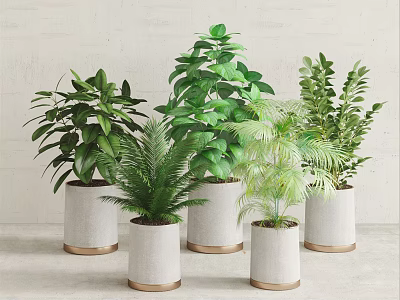 Various Green Leafy Potted Plants In White Pots With Gold Bases For Indoor Decor 3d model