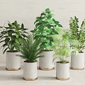 Various Green Leafy Potted Plants In White Pots With Gold Bases For Indoor Decor