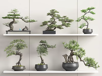 Bonsai Plants Indoor Decoration On Shelves With Various Styles And Green Foliage 3d model