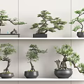 Bonsai Plants Indoor Decoration On Shelves With Various Styles And Green Foliage
