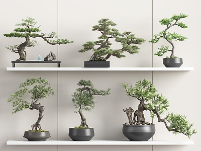 New Chinese Bonsai New Chinese Bonsai Welcome Pine Bonsai Luo Han Pine Bonsai 3d model