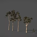 Different Shaped Trees with Slender Trunks and Branched Branches and Green Foliage Against Gray Background