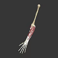 Human Arm Organ Anatomical Model Showing Skeleton Muscles and Skin Hair Structure