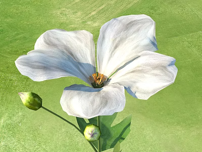 White Blooming Flower With Soft Petals Yellow Center And Buds On Green Background 3d model