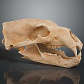 Detailed Animal Skull Bone Structure With Anatomical Features And Teeth 3d model
