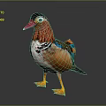 Colorful Mandarin Duck With Red Beak And Orange Feet On Dark Background