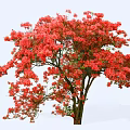 Vibrant Red Flowering Tree With Dense Blooms Sturdy Trunk And Light Background 3d model