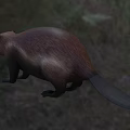 Aquatic Animal Beaver With Brown Fur And Strong Body In Natural Habitat