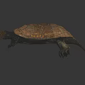 Reddish Brown Turtle With Shiny Carapace And Detailed Limbs On Dark Background