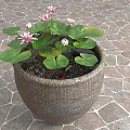 Decorative Garden Clay Pot With Pink Water Lilies And Green Leaves