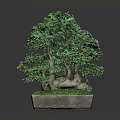 Bonsai Plant With Lush Green Leaves Thick Trunk And Moss In Square Pot