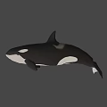 Black And White Orca Swimming With Sleek Body Against Dark Background