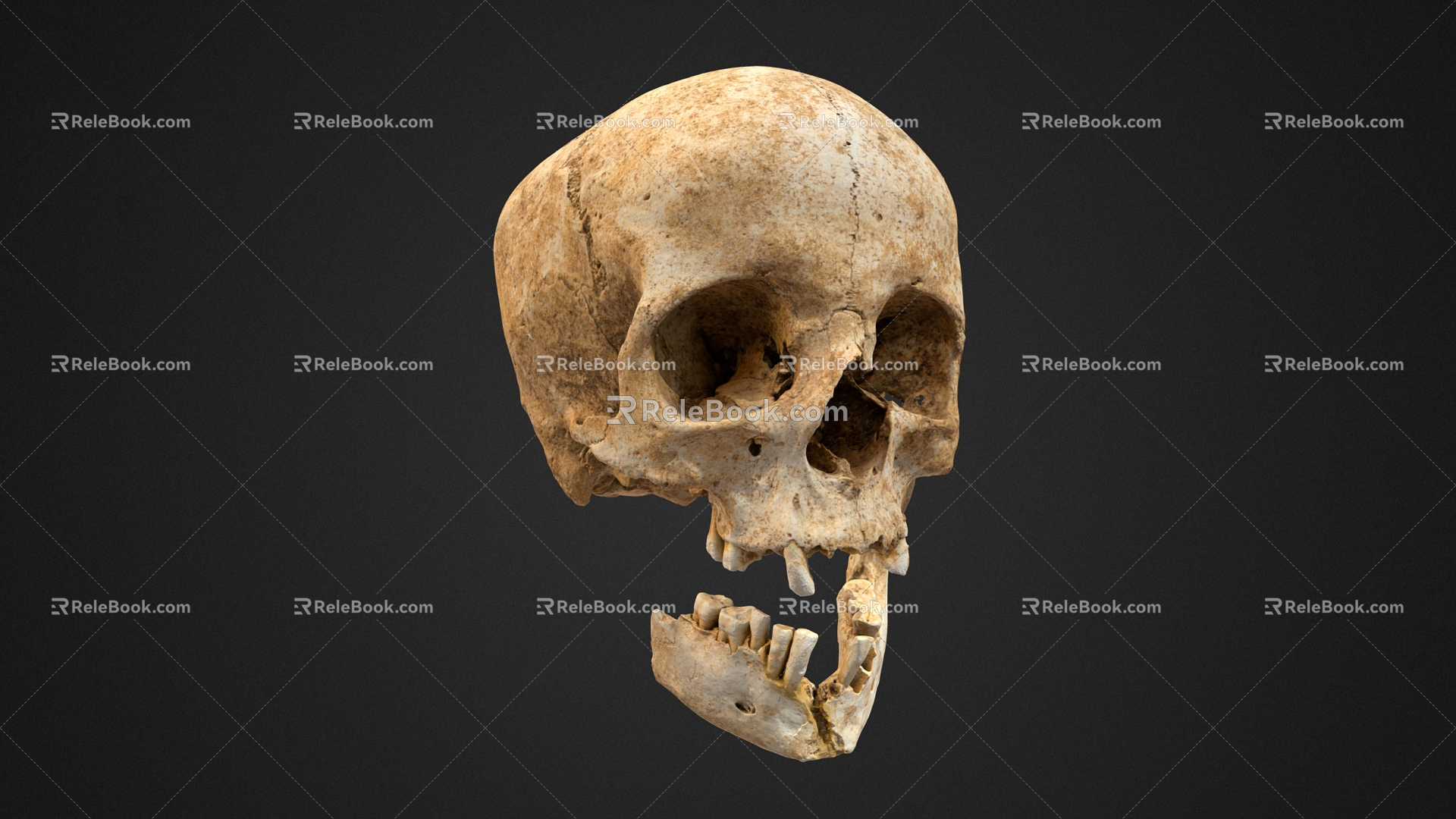 Skull Head Human Head Skull Bone 3d model