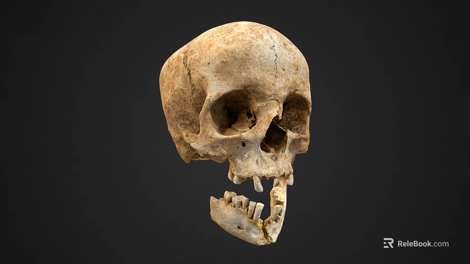 Realistic Human Skull Design For Game Movie Character With Detailed Bone Structure 3d model 