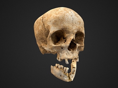 Skull Head Human Head Skull Bone 3d model