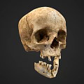 Realistic Human Skull Design For Game Movie Character With Detailed Bone Structure