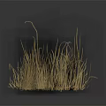 Golden Ornamental Grass Display Against Dark Background With Calm Reflection