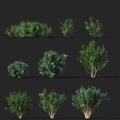 Modern Plant Blueberry Plant 3d model