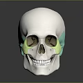 Human Skull Anatomical Model White With Green Highlighted Bone Organ Regions For Medical Study