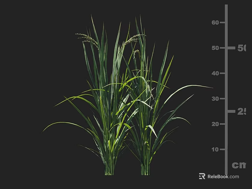 Green Rice Crops Height Measurement With Scale On Black Background 3d model 