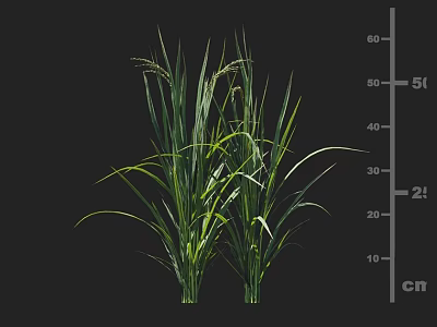 Green Rice Crops Height Measurement With Scale On Black Background 3d model