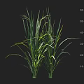 Green Rice Crops Height Measurement With Scale On Black Background 3d model