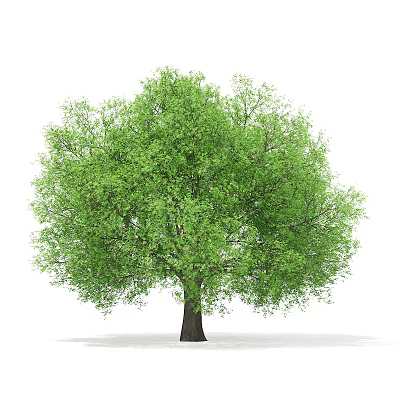 Modern Tree Landscape Tree 3d model Modern Tree Landscape Tree 3d model