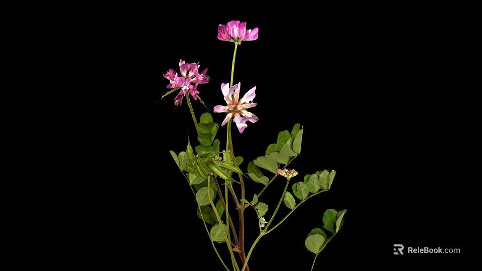 Clover Plant With Purple And White Flowers Green Leaves Against Black Background 3d model 