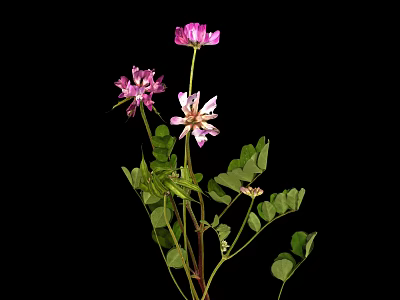 Clover Plant With Purple And White Flowers Green Leaves Against Black Background 3d model