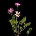 Clover Plant With Purple And White Flowers Green Leaves Against Black Background