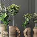 Bonsai Potted Plants With Various Green Foliage In Woven Baskets On Black Reflective Surface