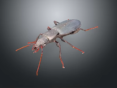 Black beetle with red legs and antennae on gray background 3d model