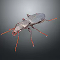 Black beetle with red legs and antennae on gray background