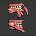 Anatomical Dental Models of Oral Organs Showing Upper Lower Jaws with Tooth Details