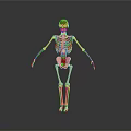 3D Human Skeleton Model With Colored Markings On Skull Spine And Legs