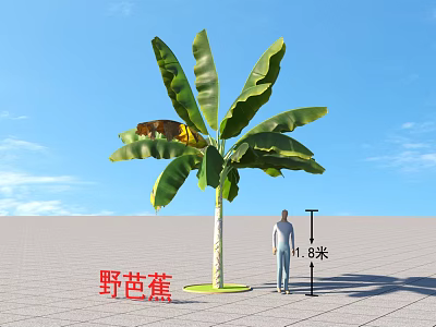 Wild Banana Tree as Arbor with 11.8 Meters Height Person Standing Beside Blue Sky Background 3d model