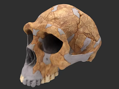 Ancient Prehistoric Fossil Skull With Cracked Surface And Restored Gray Parts 3d model