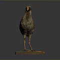 Realistic Bird Taxidermy Specimen Standing On Wooden Display Base With Natural Posture