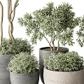 Potted Bonsai Plants of Various Sizes with Green Foliage in Gray Ceramic Pots