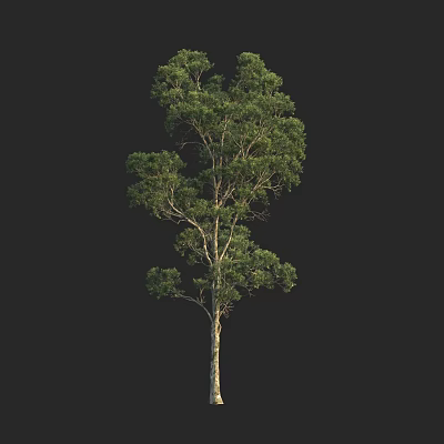 Tall Green Arbor With Lush Foliage And Strong Trunk In Natural Scene 3d model