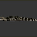 Crocodile Alligator Nile Crocodile carnivore reptile cold-blooded animal reptile reptile 3d model