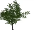 Tall Green Leafy Tree Standing On Light Ground Under Blue Sky With White Clouds