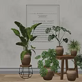 Indoor Green Leafy Potted Plants In Terra Cotta Pots On Wooden Table And Small Stool