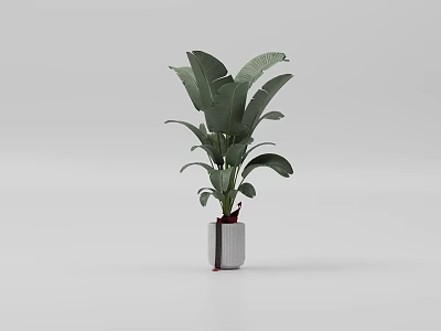 Bonsai Plant With Lush Green Leaves In Gray Pot For Indoor Home Decor 3d model