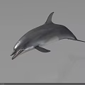 Realistic Silver 3D Dolphin Model With Glossy Surface And Reflection On Black Background 3d model